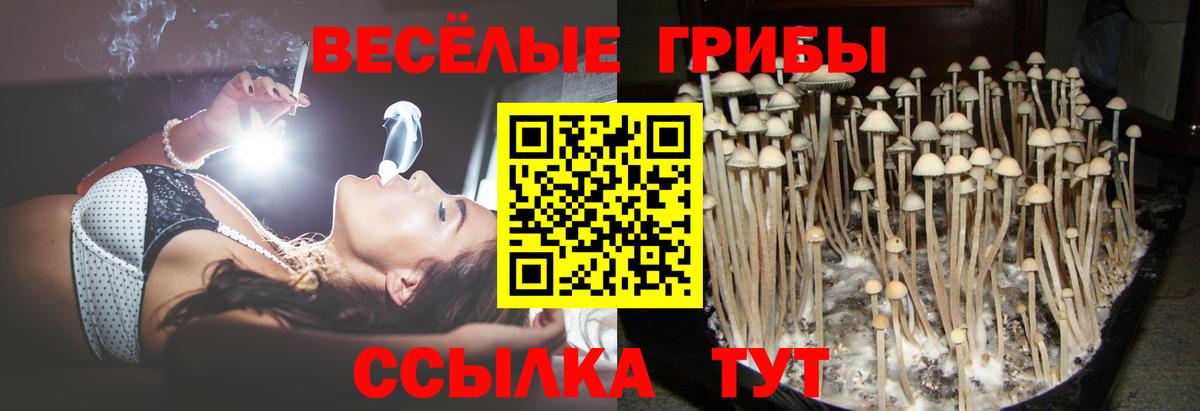Псилоцибиновые грибы Psilocybine cubensis Лениногорск